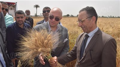 محافظ بني سويف يفتتح موسم حصاد القمح ويوجه بتيسير إجراءات التوريد