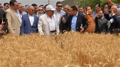  سنابل الخير منورة في الأرض، انطلاق موسم حصاد القمح في الدقهلية(فيديو)