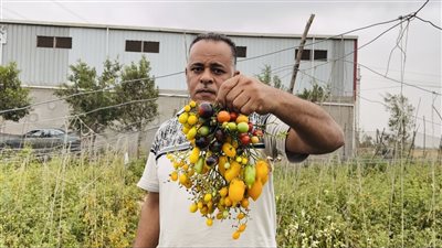 أغلاهم البلاك شيري، شاب يزرع أنواعا نادرة من الطماطم في البحيرة (فيديو وصور)