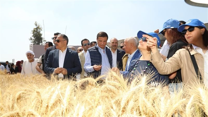 محاصيل القمح