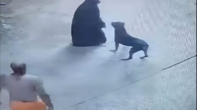 الأمن يكشف تفاصيل فيديو دفع كلب للهجوم على سيدة بالمحلة 