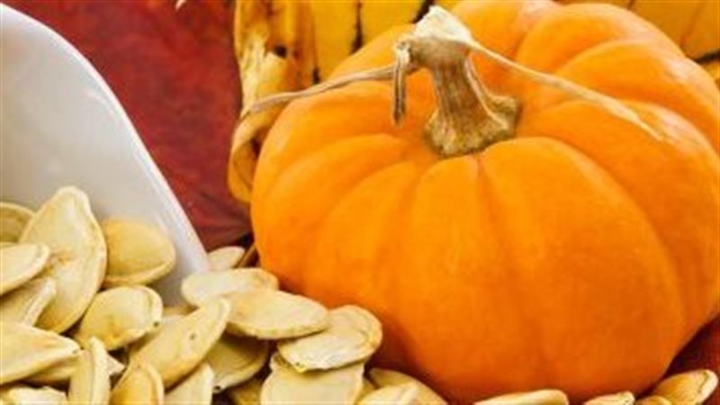 قرع العسل 