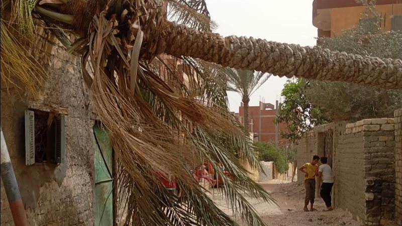 سقوط أشجار وأعمدة