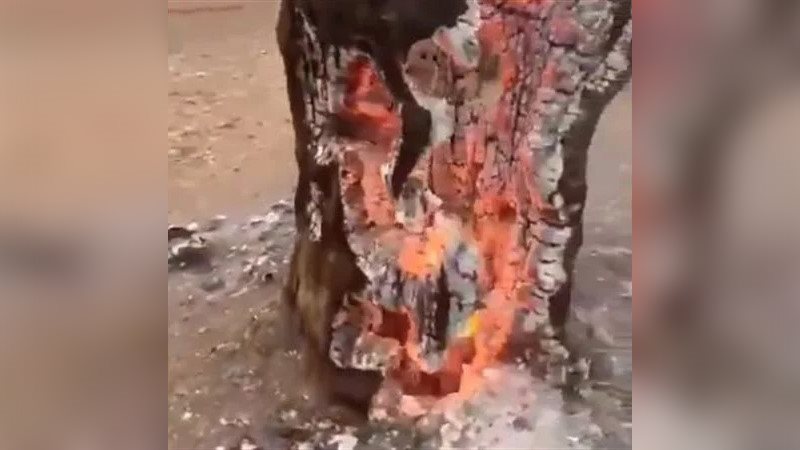 احتراق أشجار إسرائيل