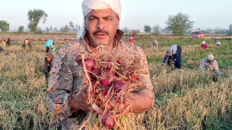 انطلاق حصاد البصل