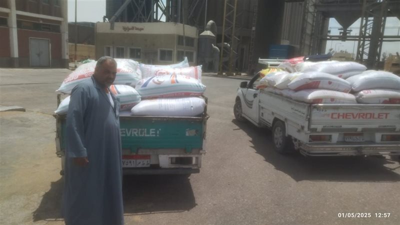 جانب من توريد القمح،