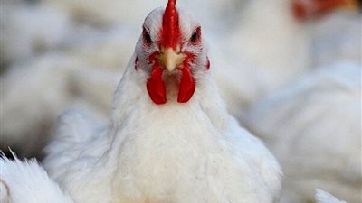 ارتفاع جديد في أسعار الفراخ اليوم السبت 3 مايو 2025