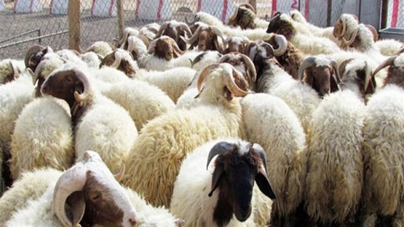 أضاحي العيد