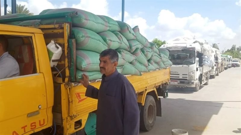 موسم القمح الملحي