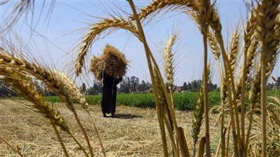 التموين: 844 ألف طن إجمالي كميات القمح الموردة من المزارعين 