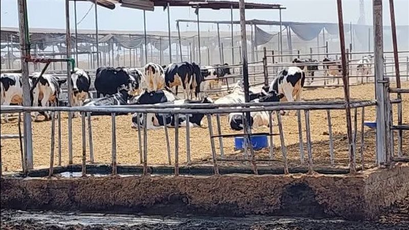 حريق مزرعة بأبوصوير