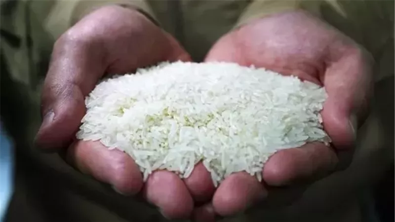 سعر الأرز 