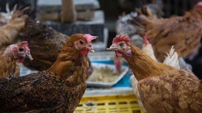 أسعار الدواجن بالمجمعات
