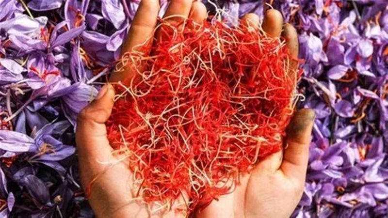 الزعفران وفوائده