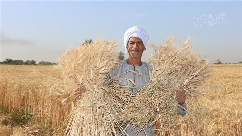 محصول القمح