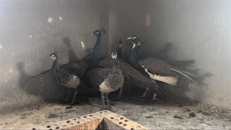 طواويس الزينة، فيتو