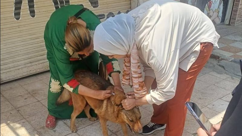 بيطري الإسماعيلية