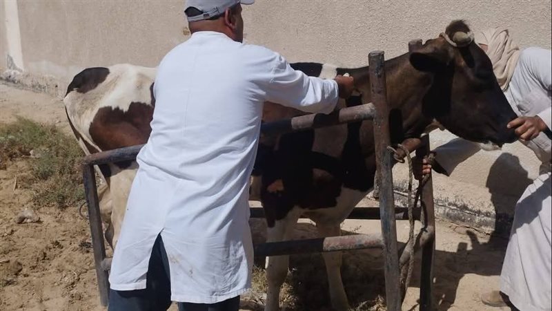 قوافل بيطرية للارتقاء