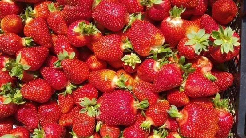 صادرات الفراولة 