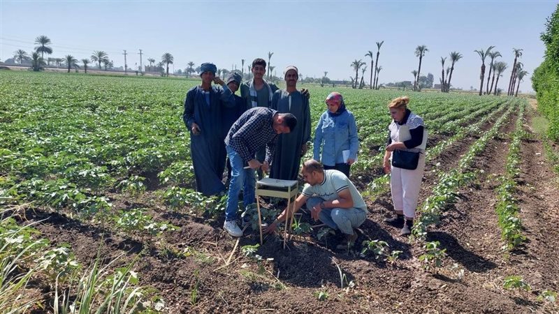 زراعة القطن بأسيوط،فيتو