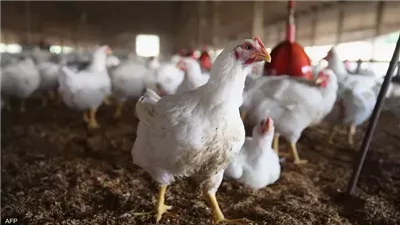 تراجعت 3 جنيهات، اسعار الدواجن اليوم الإثنين 12-5-2025 في الفيوم 