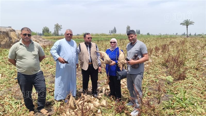 توريد محصول البنجر