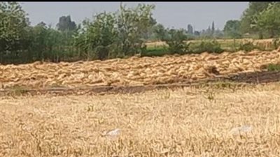 تموين الشرقية: توريد 465 ألفا و521 طن قمح حتى الآن 