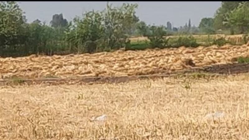 قمح