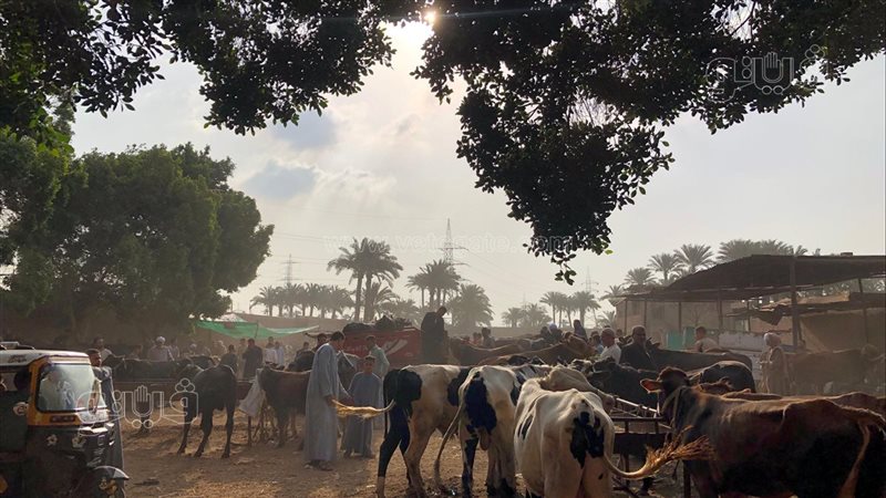  أسعار أضاحي العيد