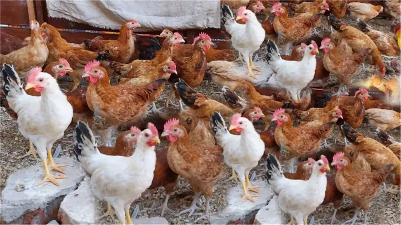 أسعار الفراخ اليوم،