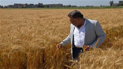 محافظ الدقهلية: توريد 212 ألف طن قمح محلي منذ بداية موسم الحصاد