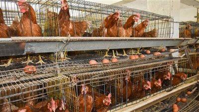بعد شائعة تفشي فيروس وبائي، بيان من الزراعة بشأن ما يحدث في مزارع الدواجن وموقف التحصينات 