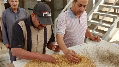 الجيزة: استلام 110 آلاف طن من القمح المحلي بمواقع التخزين بالصوامع والشون