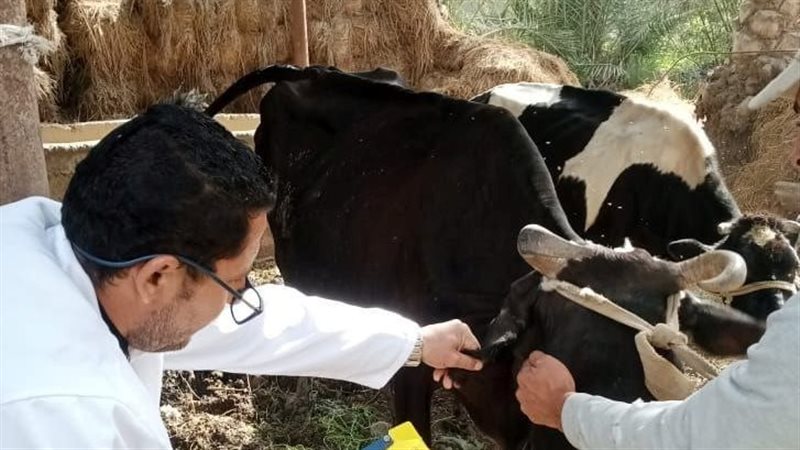 بيطرى الشرقية:الانتهاءمن