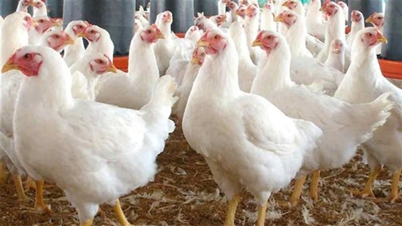 أسعار الفراخ اليوم،