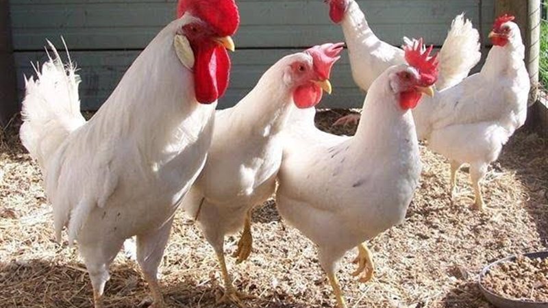 أسعار الفراخ البيضاء