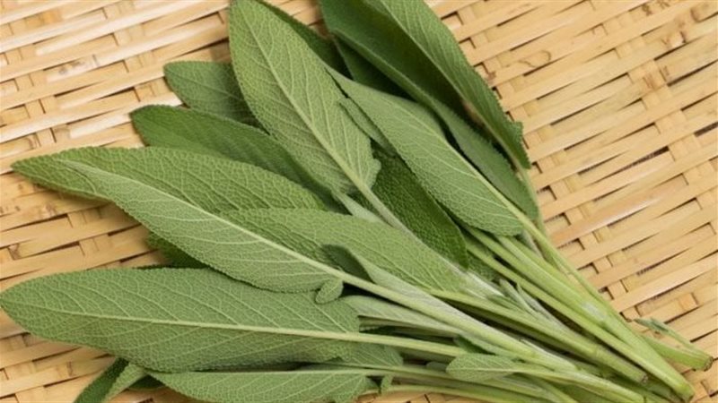 المرمرية وفوائدها