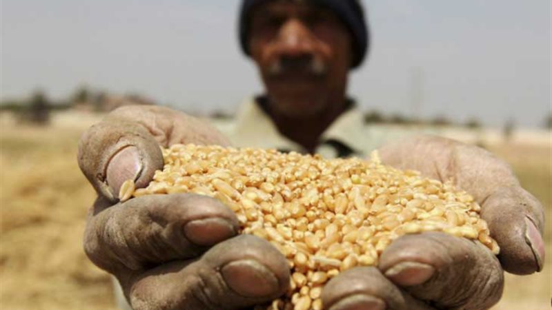 مصر أكبر مستورد للقمح،