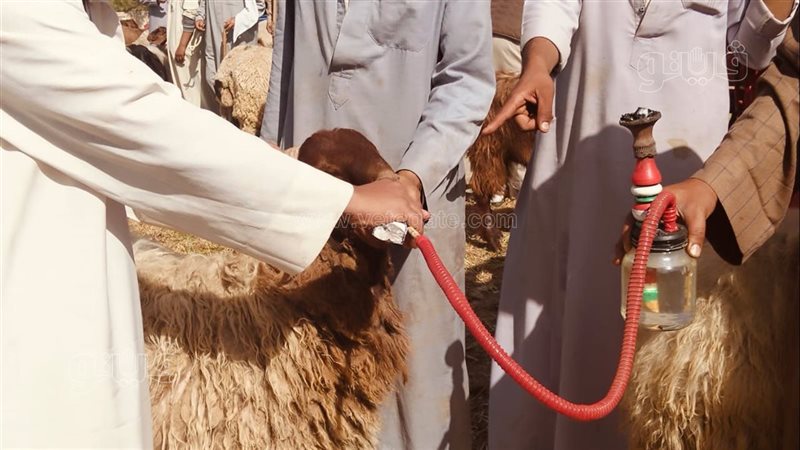 بيشربوا الخروف شيشة،
