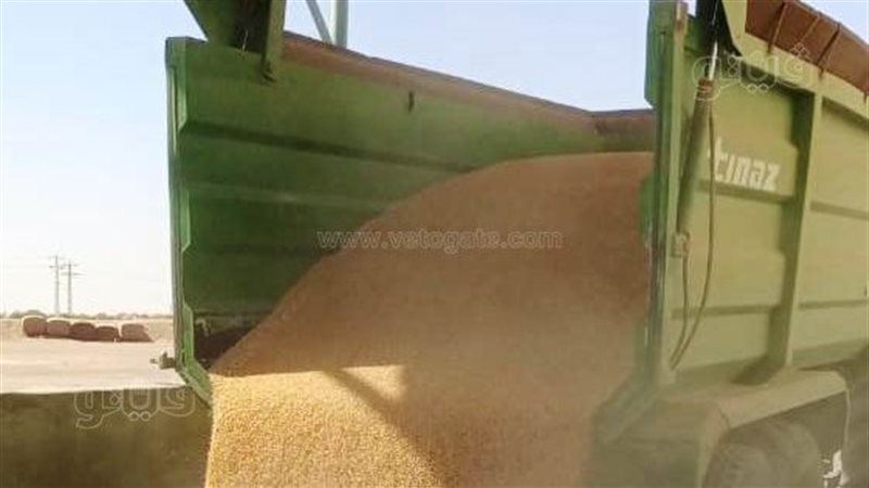 توريد القمح فى أسوان