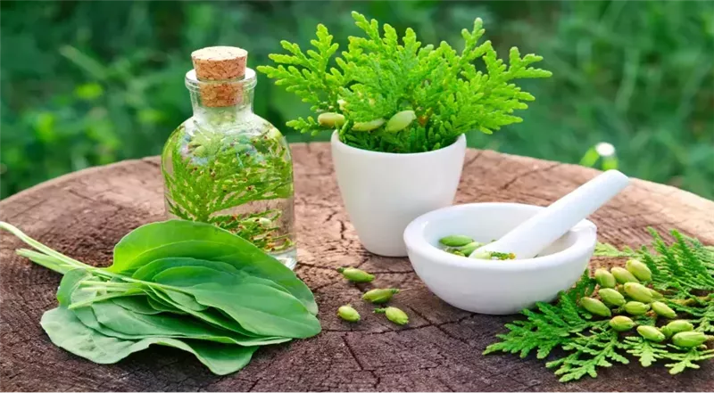 النباتات الطبية،