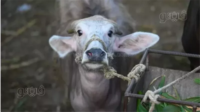 أسعار أضاحي العجول