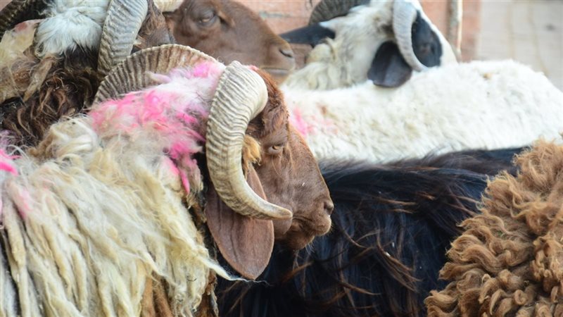 خروف العيد، فيتو