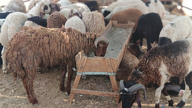 الخراف بشوادر التموين