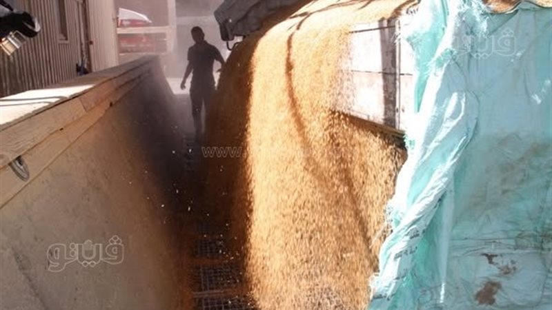 توريد القمح فى أسوان