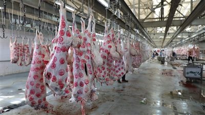 بيطري القاهرة: ذبح 45 ألف رأس بمجازر القاهرة استعدادا لعيد الأضحى