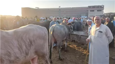الوحدة المحلية بدمنهور تؤكد انضباط حركة البيع والشراء بسوق المواشي 