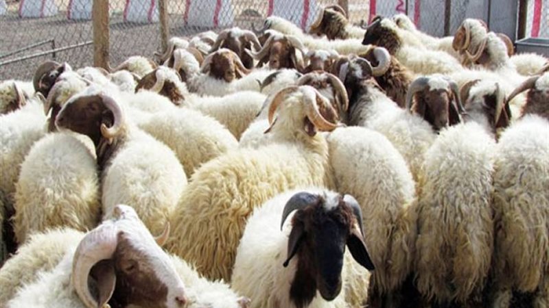 سعر خروف العيد 2025