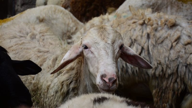 تفسير حلم شراء الخروف