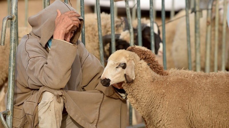 عيد الأضحى في المغرب،فيتو